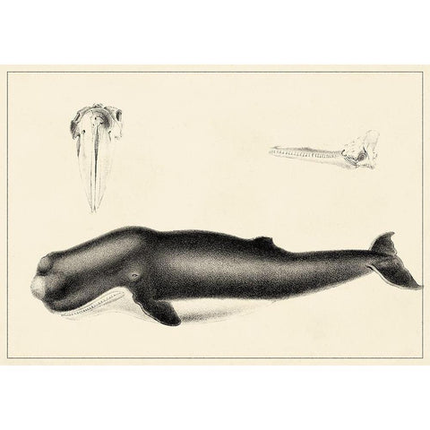 Antique Whale Study II Black Modern Wood Framed Art Print with Double Matting by Unknown