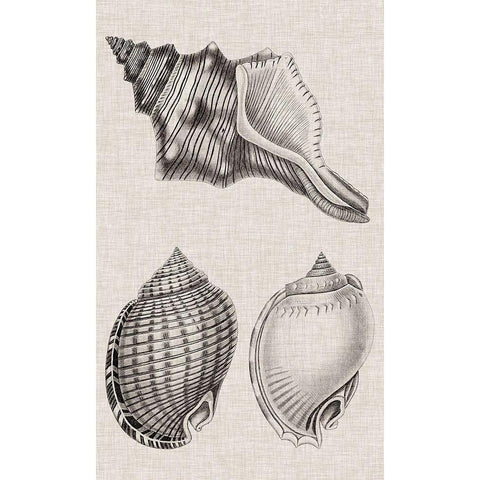 Charcoal and Linen Shells V Gold Ornate Wood Framed Art Print with Double Matting by Vision Studio