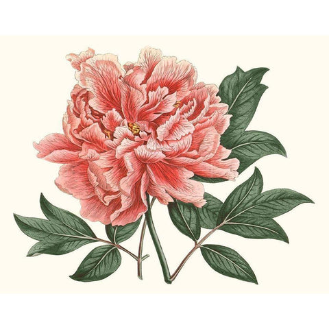 Peony Blush I Gold Ornate Wood Framed Art Print with Double Matting by Curtis