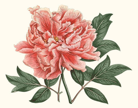 Peony Blush I Black Ornate Wood Framed Art Print with Double Matting by Curtis