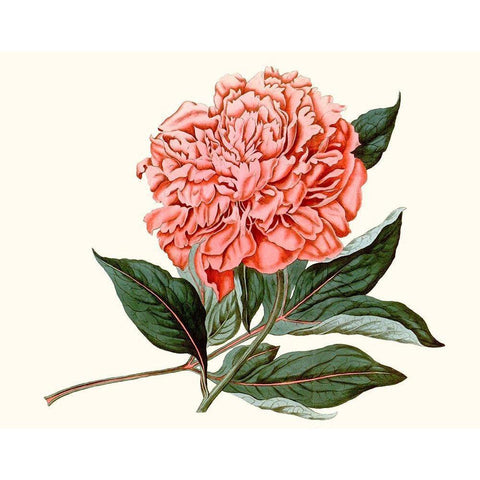 Peony Blush II Gold Ornate Wood Framed Art Print with Double Matting by Curtis