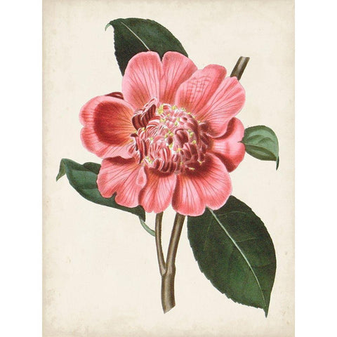 Carnelian Blooms I Gold Ornate Wood Framed Art Print with Double Matting by Curtis