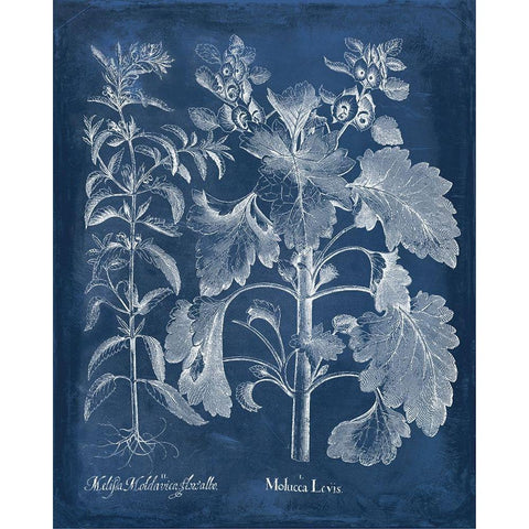 Besler Leaves in Indigo I Black Modern Wood Framed Art Print with Double Matting by Vision Studio