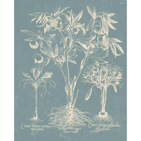 Delicate Besler Botanical II White Modern Wood Framed Art Print by Vision Studio