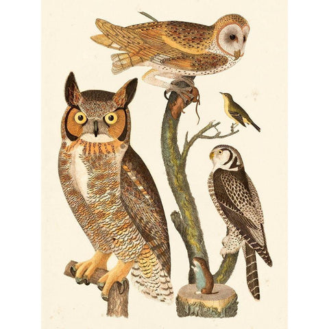 Wilson Owls I Gold Ornate Wood Framed Art Print with Double Matting by Wilson, Alexander