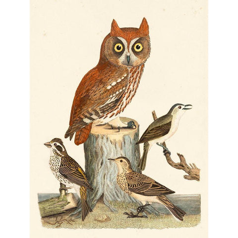 Wilson Owls II Black Modern Wood Framed Art Print with Double Matting by Wilson, Alexander