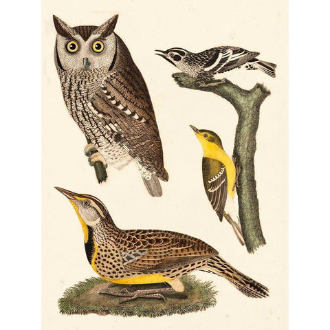 Wilson Owls III Gold Ornate Wood Framed Art Print with Double Matting by Wilson, Alexander