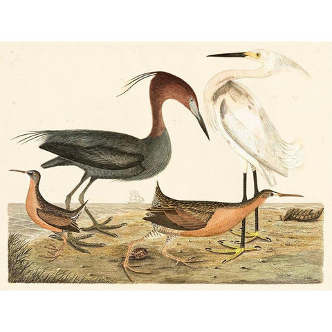 Heron Family IV Black Modern Wood Framed Art Print with Double Matting by Wilson, Alexander