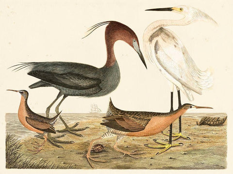 Heron Family IV White Modern Wood Framed Art Print with Double Matting by Wilson, Alexander