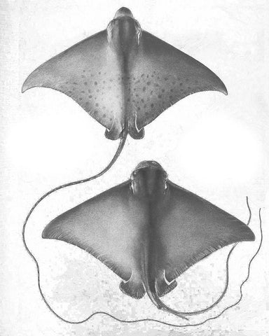 Grey-Scale Stingrays I Black Ornate Wood Framed Art Print with Double Matting by Studio W