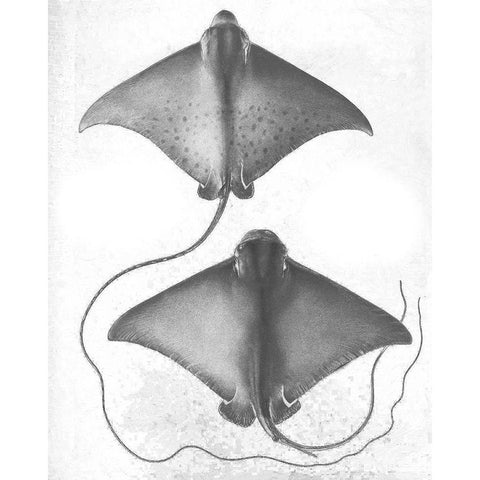 Grey-Scale Stingrays I White Modern Wood Framed Art Print by Studio W