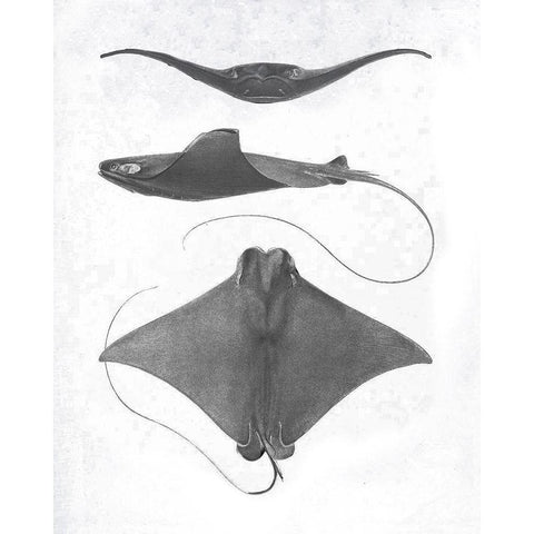 Grey-Scale Stingrays II Gold Ornate Wood Framed Art Print with Double Matting by Studio W