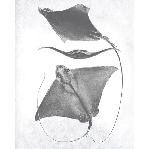 Grey-Scale Stingrays III Black Modern Wood Framed Art Print with Double Matting by Studio W