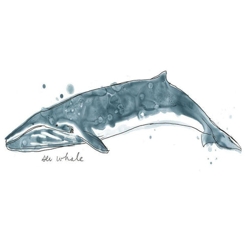 Cetacea Sei Whale Black Modern Wood Framed Art Print with Double Matting by Vess, June Erica