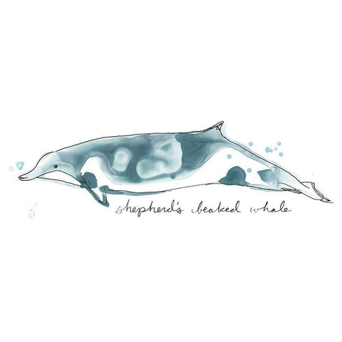 Cetacea Shepherds Beak Whale Black Modern Wood Framed Art Print by Vess, June Erica