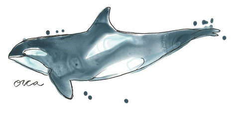 Cetacea Orca Whale Black Ornate Wood Framed Art Print with Double Matting by Vess, June Erica