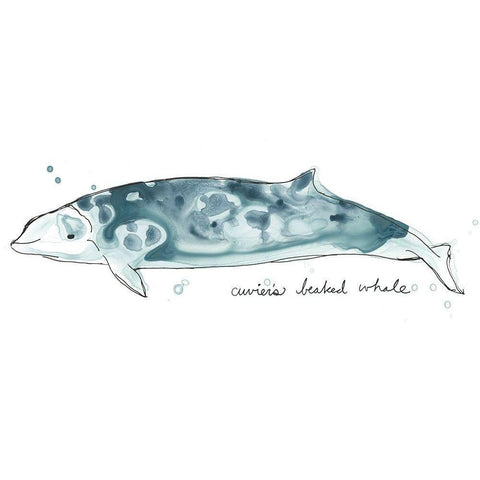 Cetacea Cuviers Beaked Whale White Modern Wood Framed Art Print by Vess, June Erica