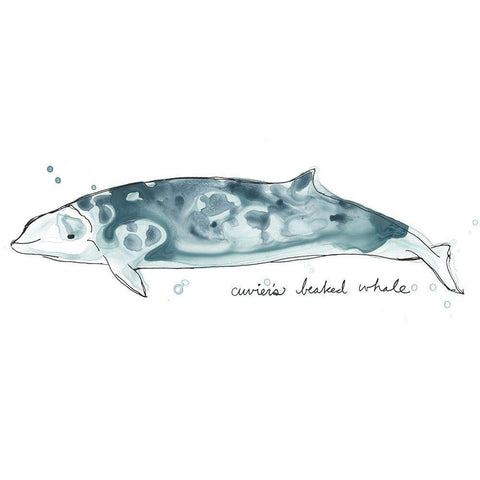 Cetacea Cuviers Beaked Whale Black Modern Wood Framed Art Print with Double Matting by Vess, June Erica