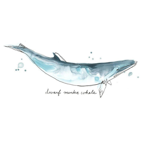 Cetacea Dwarf Minke Whale Gold Ornate Wood Framed Art Print with Double Matting by Vess, June Erica