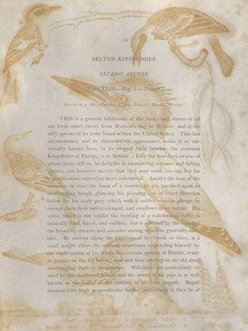 Ornithology Impressions I White Modern Wood Framed Art Print with Double Matting by Wilson, Alexander