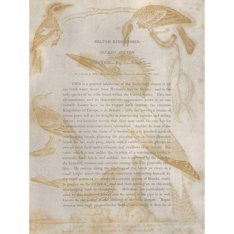 Ornithology Impressions I Gold Ornate Wood Framed Art Print with Double Matting by Wilson, Alexander