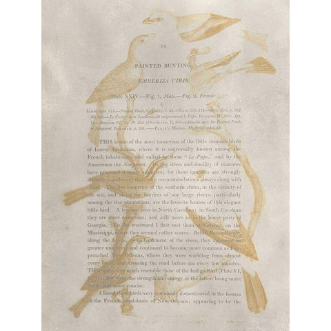 Ornithology Impressions II Black Modern Wood Framed Art Print with Double Matting by Wilson, Alexander