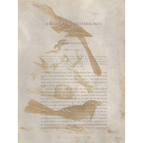 Ornithology Impressions III White Modern Wood Framed Art Print by Wilson, Alexander