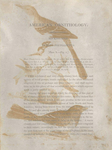 Ornithology Impressions III White Modern Wood Framed Art Print with Double Matting by Wilson, Alexander