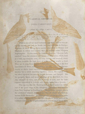 Ornithology Impressions IV White Modern Wood Framed Art Print with Double Matting by Wilson, Alexander