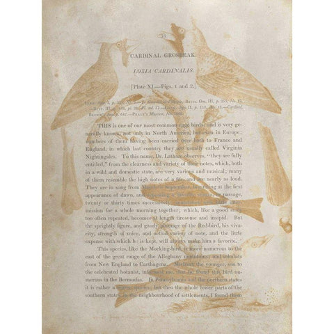 Ornithology Impressions IV Black Modern Wood Framed Art Print with Double Matting by Wilson, Alexander