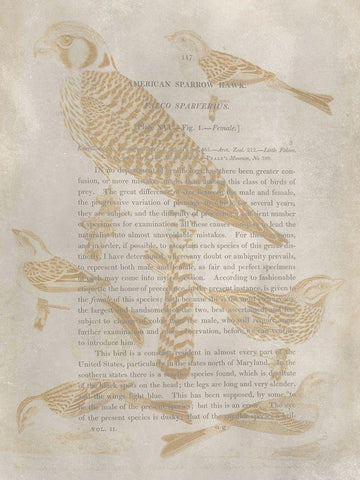 Ornithology Impressions V White Modern Wood Framed Art Print with Double Matting by Wilson, Alexander