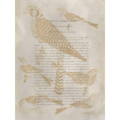 Ornithology Impressions V Black Modern Wood Framed Art Print by Wilson, Alexander