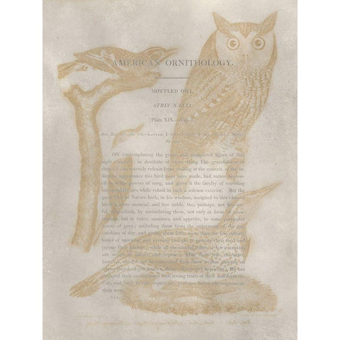 Ornithology Impressions VI Black Modern Wood Framed Art Print by Wilson, Alexander