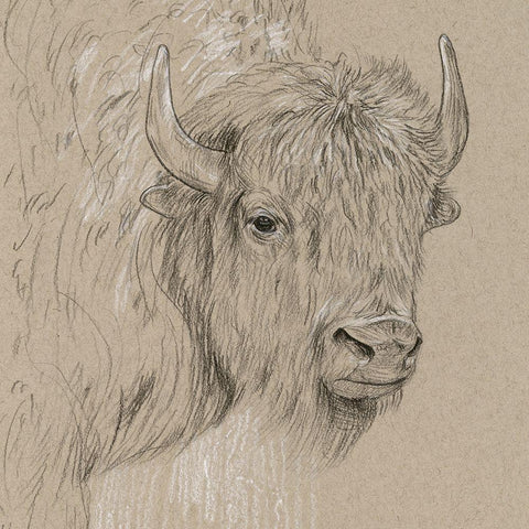 Bison Sketch I White Modern Wood Framed Art Print with Double Matting by Wang, Melissa