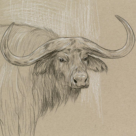 Longhorn Sketch II White Modern Wood Framed Art Print with Double Matting by Wang, Melissa