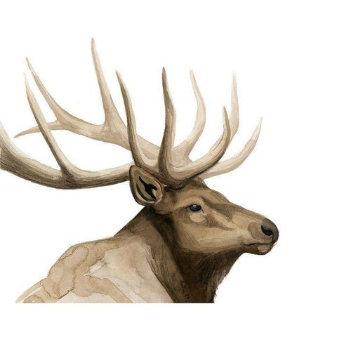 Call of the Elk I Black Modern Wood Framed Art Print with Double Matting by Popp, Grace