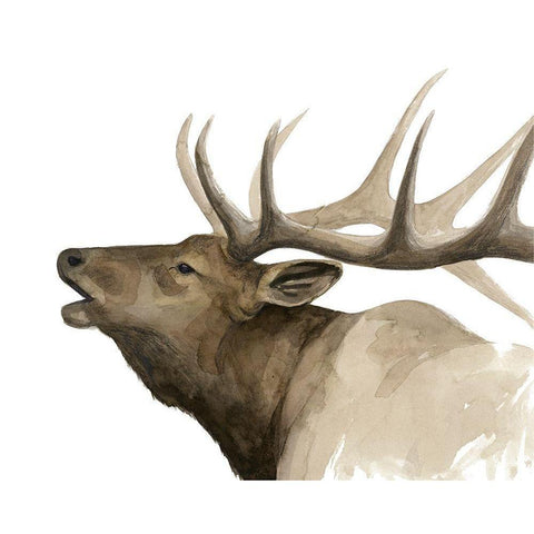 Call of the Elk II Gold Ornate Wood Framed Art Print with Double Matting by Popp, Grace