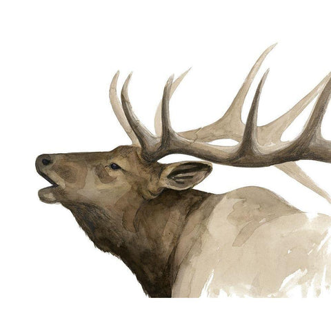 Call of the Elk II Black Modern Wood Framed Art Print with Double Matting by Popp, Grace