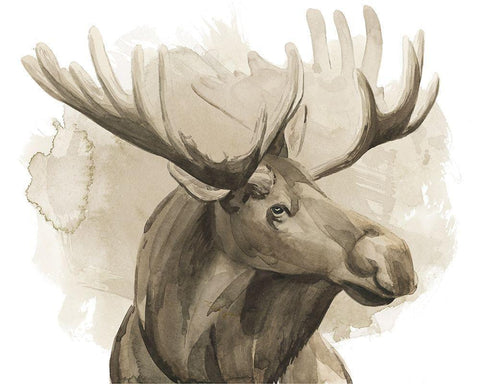 Bull Moose I White Modern Wood Framed Art Print with Double Matting by Popp, Grace