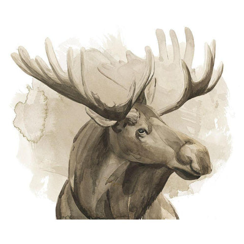 Bull Moose I Black Modern Wood Framed Art Print by Popp, Grace