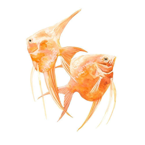 Discus Fish IV White Modern Wood Framed Art Print by Scarvey, Emma