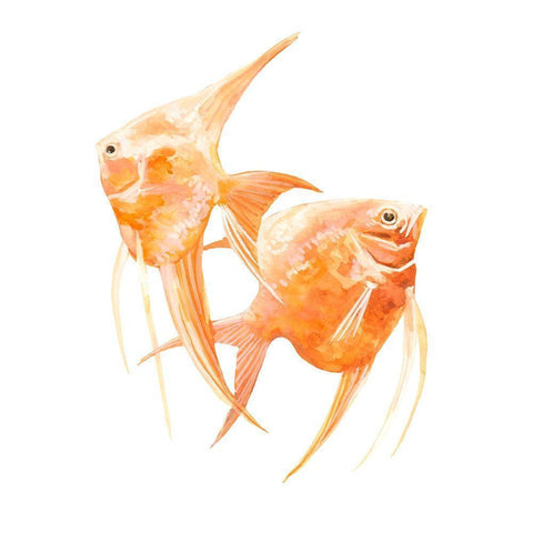 Discus Fish IV Gold Ornate Wood Framed Art Print with Double Matting by Scarvey, Emma