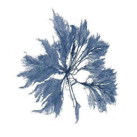 Navy Seaweed I White Modern Wood Framed Art Print with Double Matting by Vision Studio