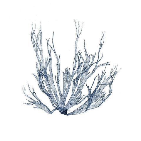 Navy Seaweed IV White Modern Wood Framed Art Print by Vision Studio