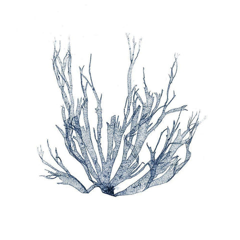 Navy Seaweed IV Black Modern Wood Framed Art Print with Double Matting by Vision Studio