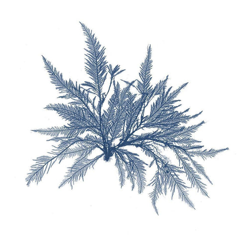 Navy Seaweed V White Modern Wood Framed Art Print with Double Matting by Vision Studio