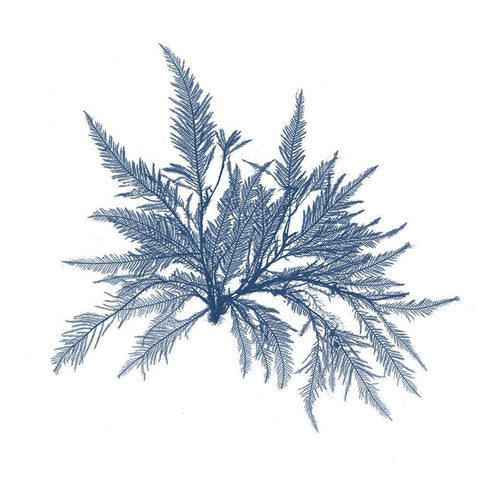 Navy Seaweed V Black Ornate Wood Framed Art Print with Double Matting by Vision Studio