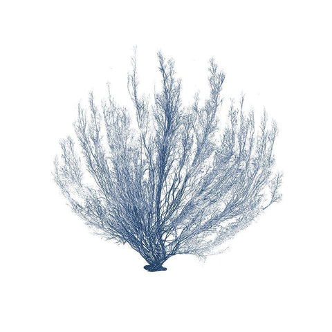 Navy Seaweed VI White Modern Wood Framed Art Print by Vision Studio