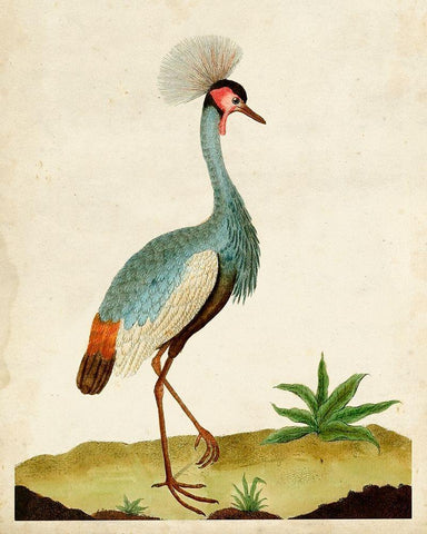 Heron Portrait I White Modern Wood Framed Art Print with Double Matting by Unknown