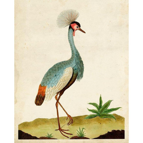 Heron Portrait I Black Modern Wood Framed Art Print with Double Matting by Unknown
